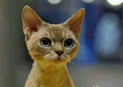 秋果黄页网作为中小微企业网络推广平台的理由有哪些